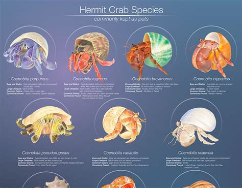 Types Of Ocean Hermit Crabs