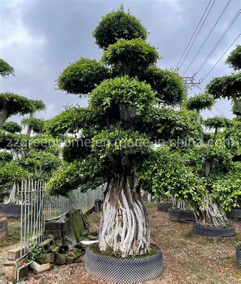 Types Of Outdoor Ficus Trees