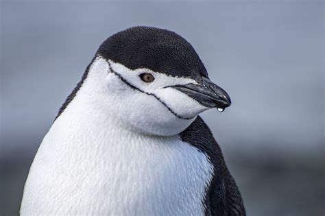 types of penguins in antarctica