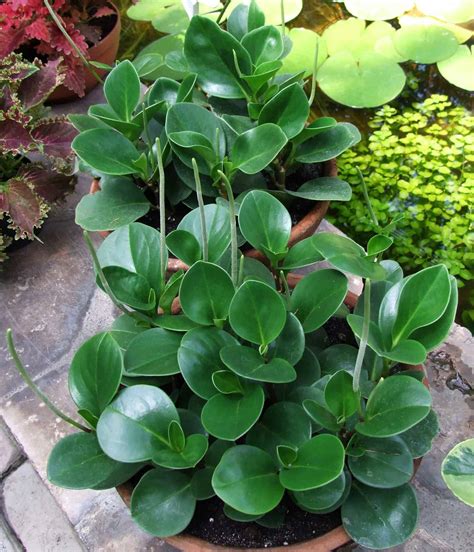 types of peperomia plants