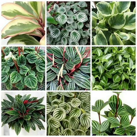 types of peperomia with pictures and names