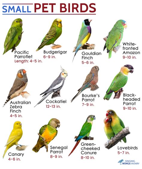 Top 5 Small Pet Birds