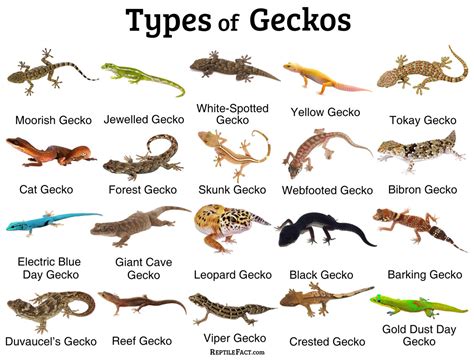 Pin by Ruby Lucas on leopardgecko Pet lizards, Pets, Leopard gecko cute