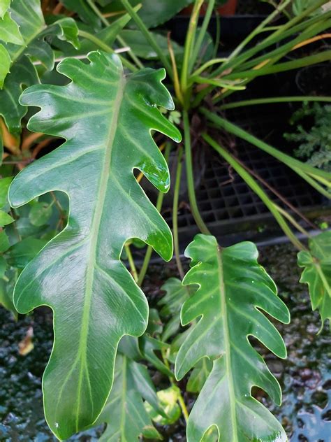 types of philodendron plants with pictures