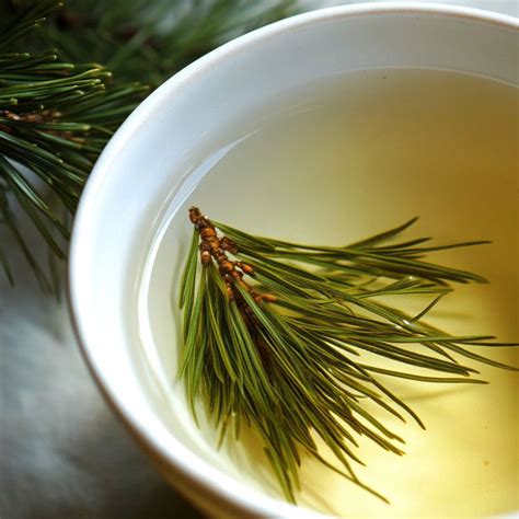 Types Of Pine Needles For Tea