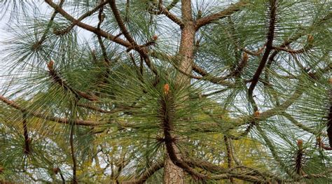 Types Of Pine Trees In Houston