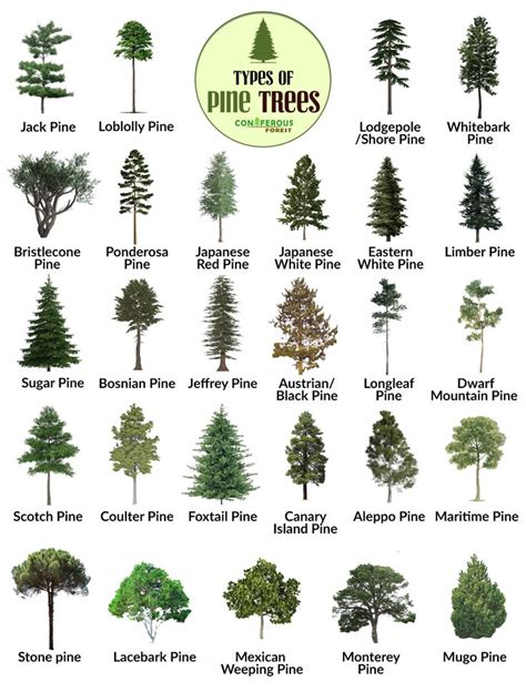 types of pine trees in kentucky