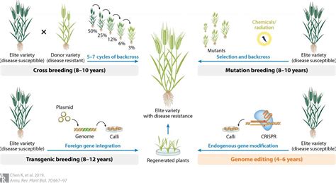 Types Of Plant Breeding Methods