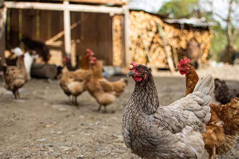 Common Poultry Breeds Raised In Rural Namibia And Their Uses