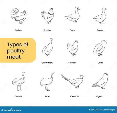 Types Of Poultry Meat