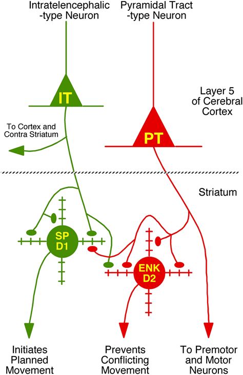Types Of Projection Neurons