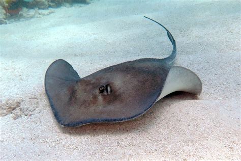 Types of Rays: A Peek into Light Realms