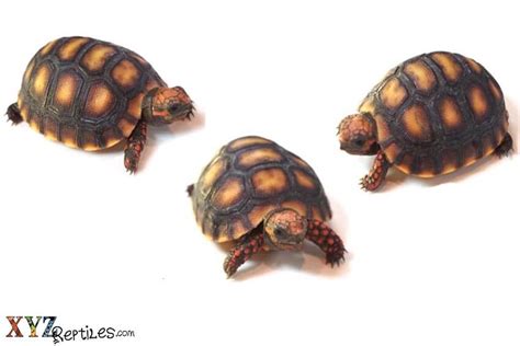 Types Of Red Foot Tortoise