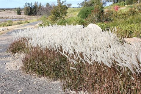 Types Of Running Grasses
