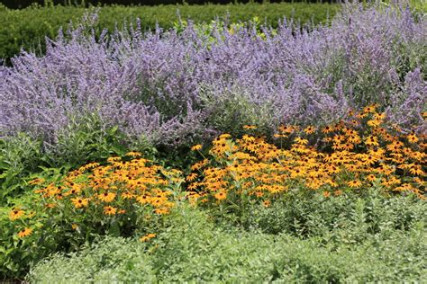 types of russian sage