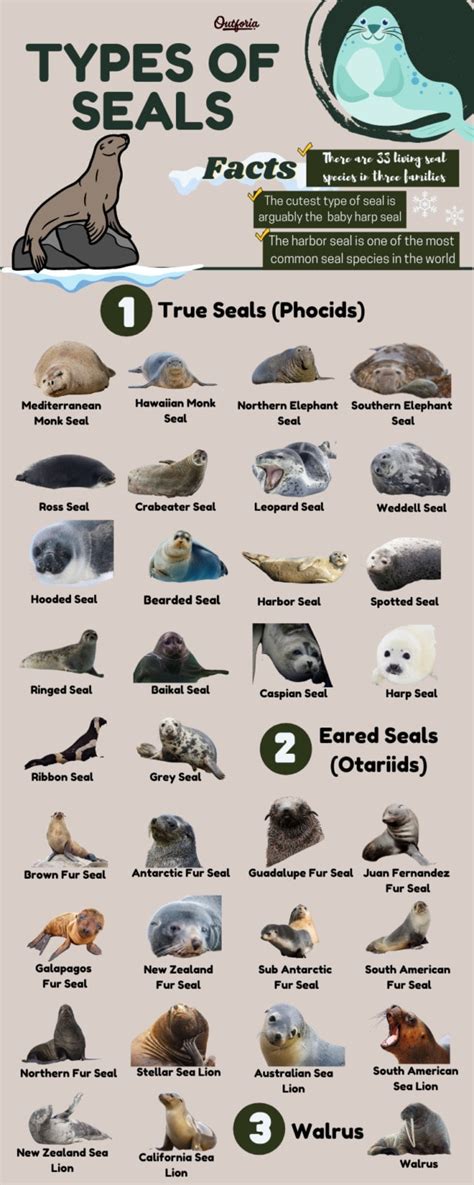 Types Of Seals
