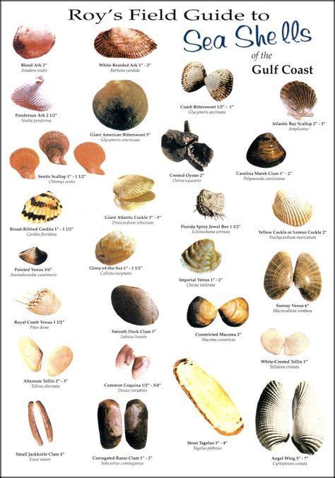 types of seashells in san diego