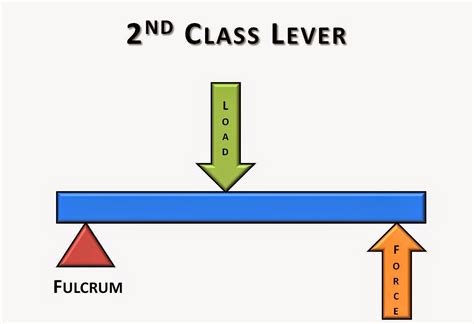 Types Of Second Class Levers