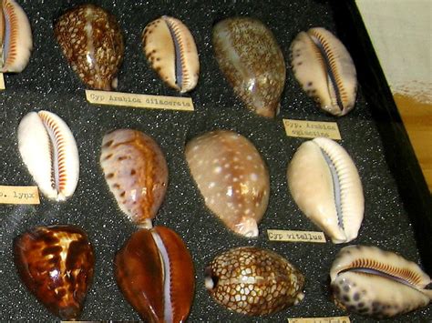 types of shells in san diego
