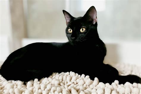 Stunning Types Of Short Hair Black Cats For Hair Ideas