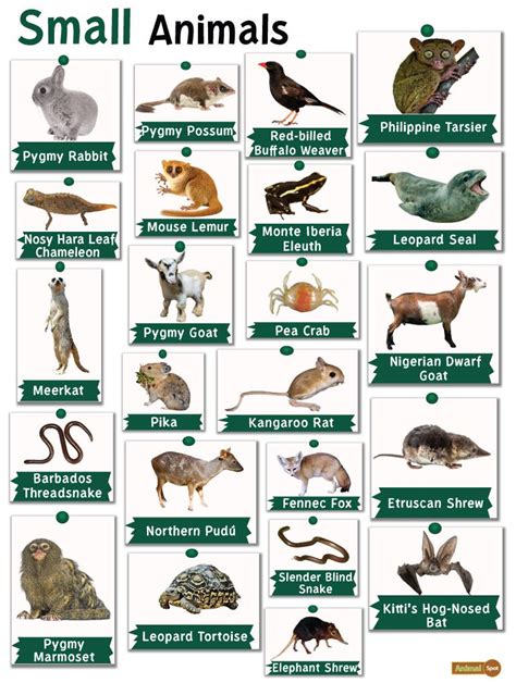 Types Of Small Wild Animals