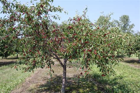 types of sour cherry trees