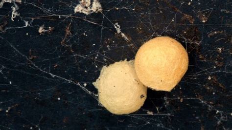 Types Of Spider Eggs