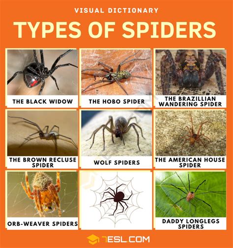 types of spiders and their names