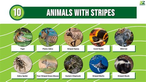 Types Of Spotted Animals