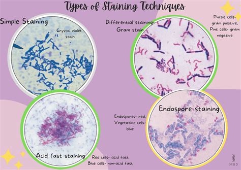 types of staining methods in microbiology