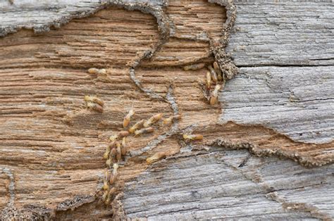 types of termites drywood