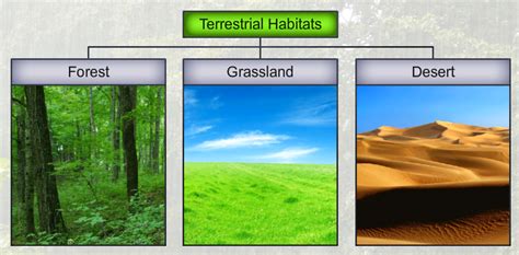 types of terrestrial habitat
