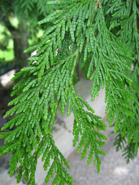 Types Of Thuja Plicata