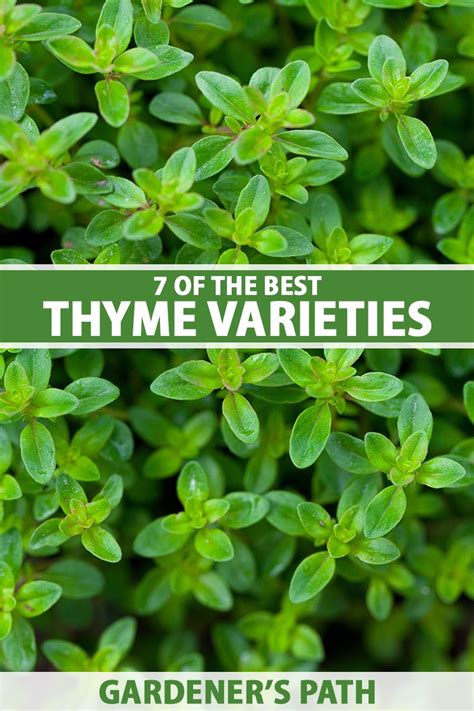 Types Of Thyme Uk
