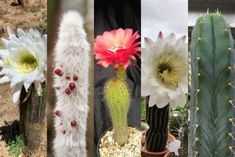 Types Of Torch Cactus
