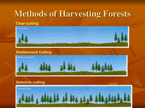 Types Of Tree Harvesting Management