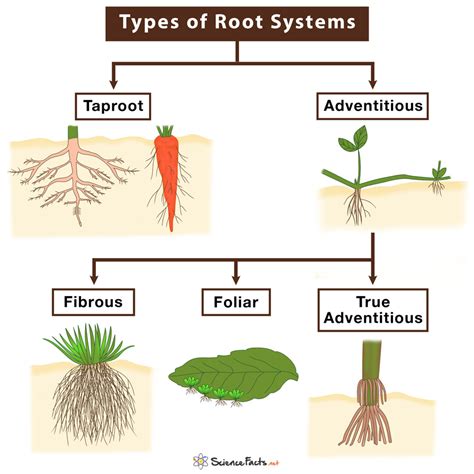 Types Of Tree Root System
