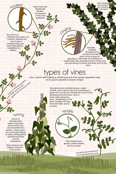 Types Of Tree Vines
