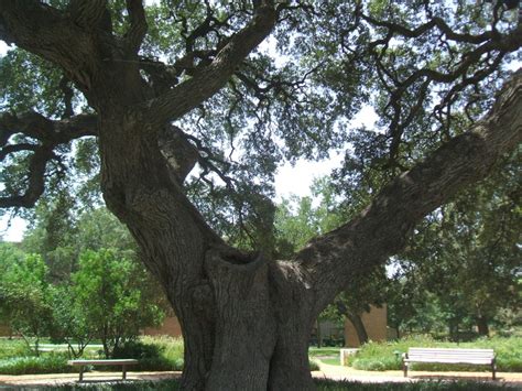 Types Of Trees In Austin Tx