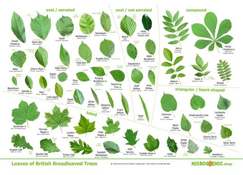 Types Of Uk Tree Leaves