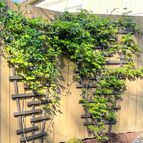 Types Of Vines For Trellis