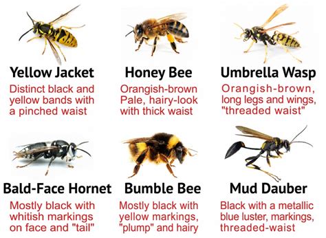 types of wasps and hornets in florida