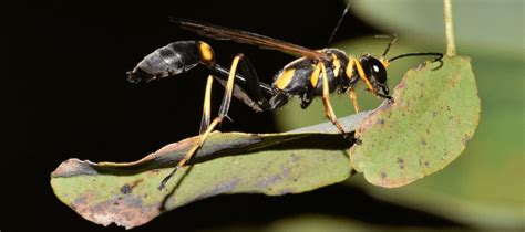 types of wasps in florida