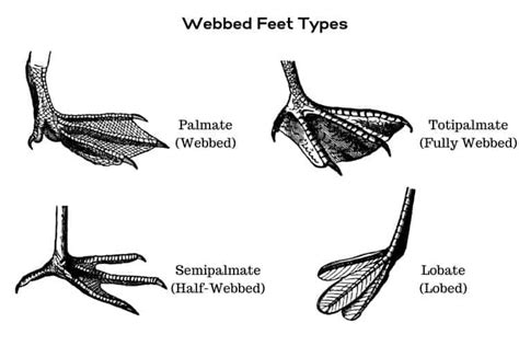 Types Of bed Toes