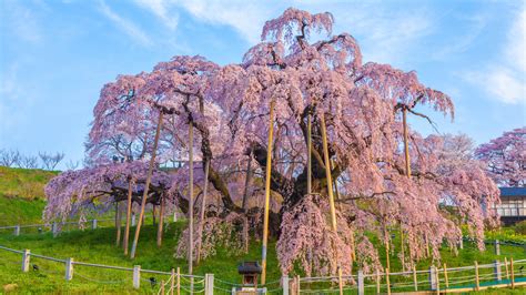 Types Of Weeping Cherry Blossom Trees