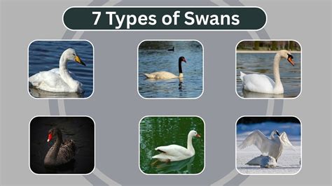 Types Of White Swans