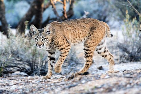 types of wild cats in arizona