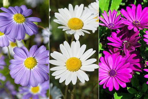 Types Of Wild Daisies