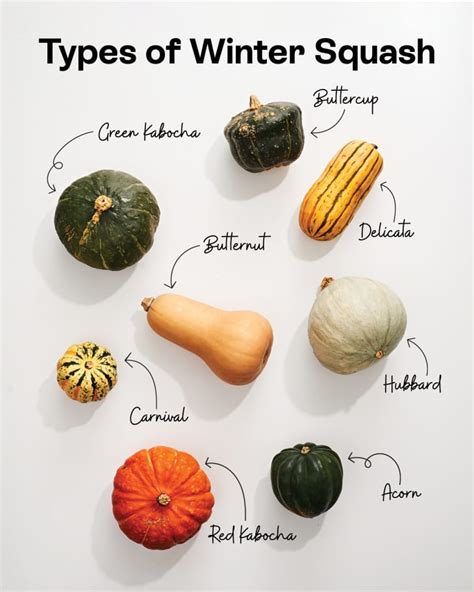 Best Types of Winter Squash Explored