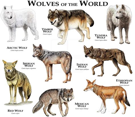 Types Of Wolves Poster
